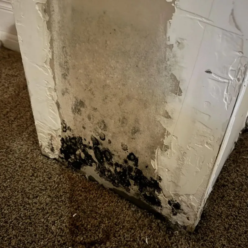Professional Mold Removal in Cobden, IL